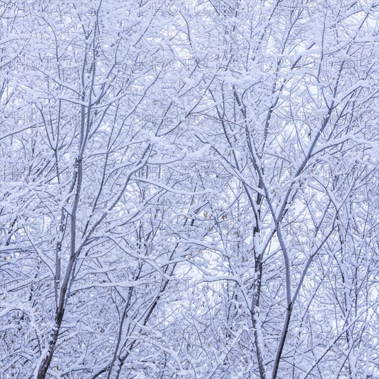 Fresh snow on tree branches