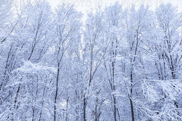 Trees covered with fresh snow