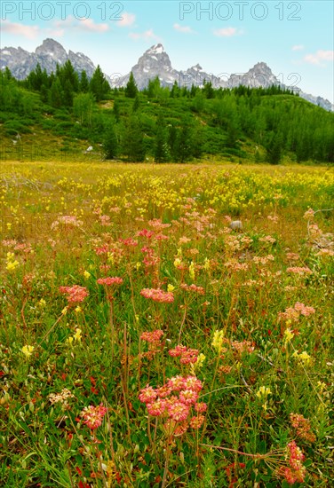 Wildflowers growing in meadow with mountains in background