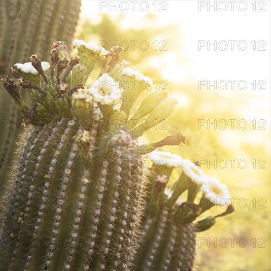 Close-up of blooming prickly pear cactus in sunlight