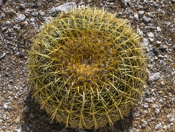 Overhead view of cactus growing in desert
