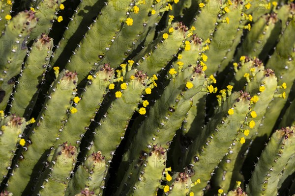 Close-up of cacti with yellow flowers