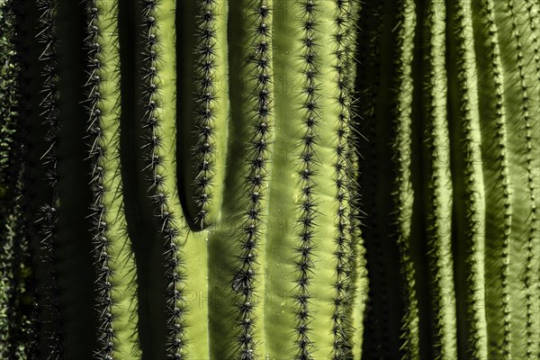 Close-up of green cactus with rows on thorns