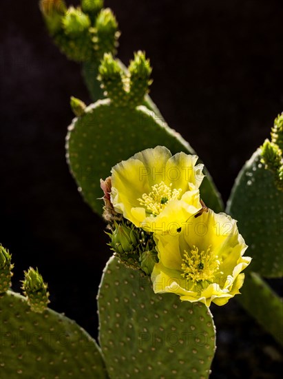 Close-up of blooming prickly pear cactus