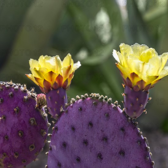 Close-up of blooming prickly pear cactus