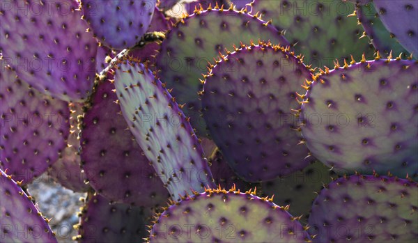 Close-up of purple and green prickly pear cactus