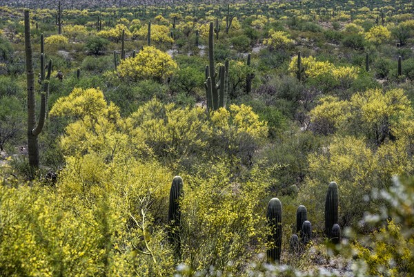 Cacti and bushes growing in desert landscape