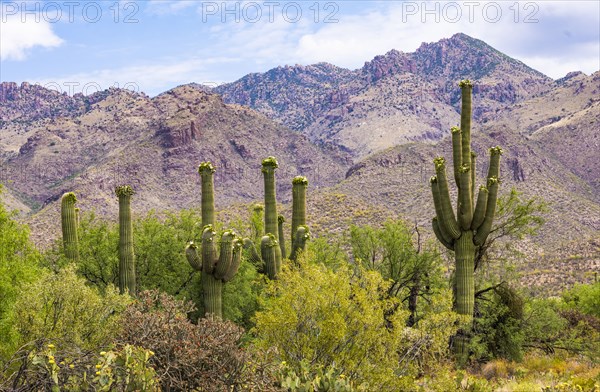 Cacti and bushes growing in desert landscape