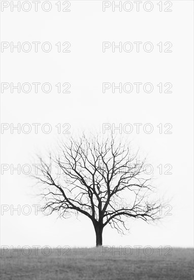 Lone bare tree growing in empty field