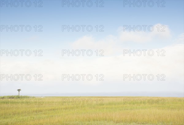 Sky above grass near beach