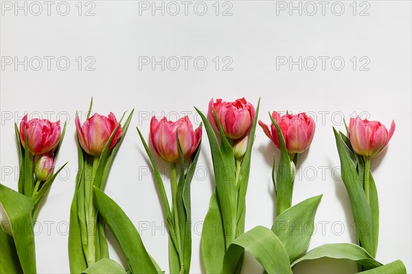 Row of pink tulips against white background