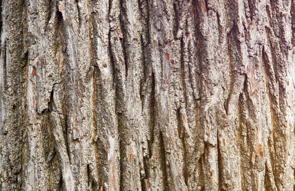 Close-up of maple tree trunk