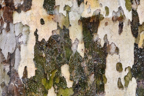Close-up of birch tree trunk