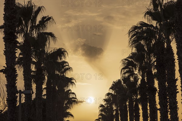 Silhouettes of palm trees and sun glowing on sky