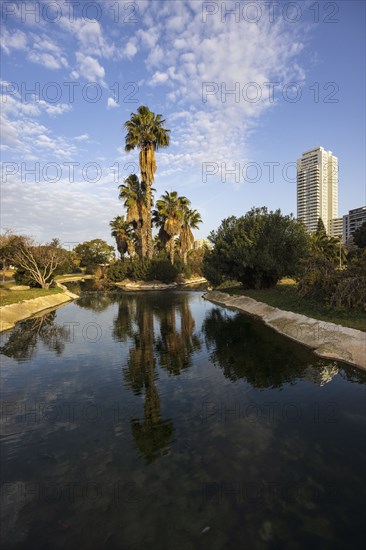 Palm trees by pond in city park