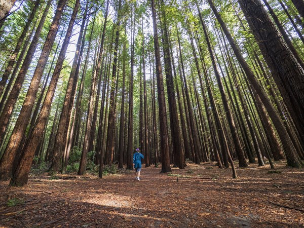 Person hiking in redwood forest