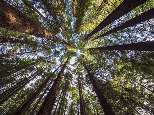 Low angle view of redwood forest