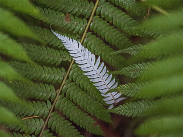 Close-up of white leaves among green leaves