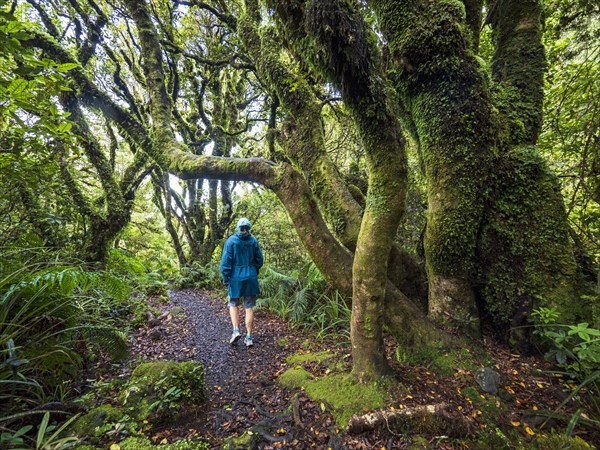 Hiker walking in forest