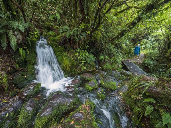 Hiker walking in forest