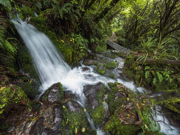 Waterfall in forest