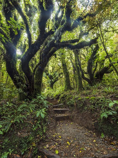 Stairs in forest