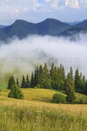 Foggy rolling landscape in Carpathian Mountains