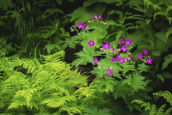 Dzembronskie waterfalls, Close-up of pink flowers in lush foliage