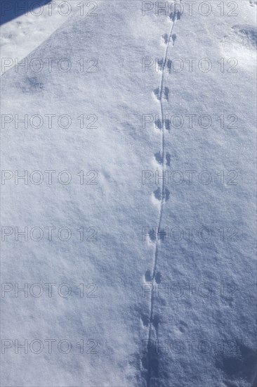 Close-up of animals tracks in snow