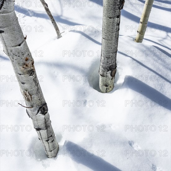 Aspen trees in deep snow