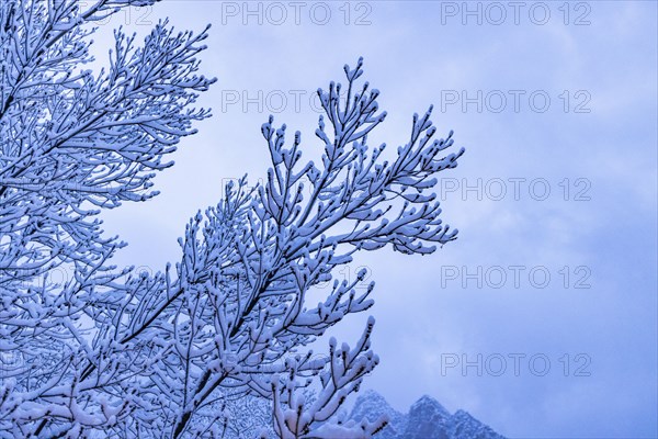 Tree branch covered with snow