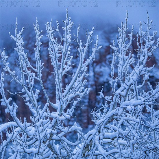 Tree branch covered with snow