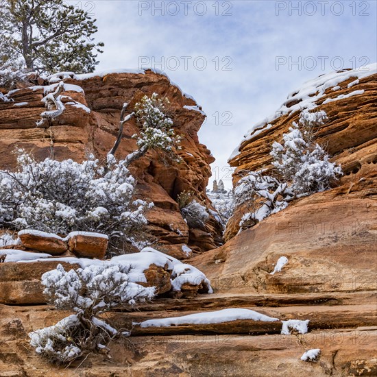 Snowcapped pine trees in mountains