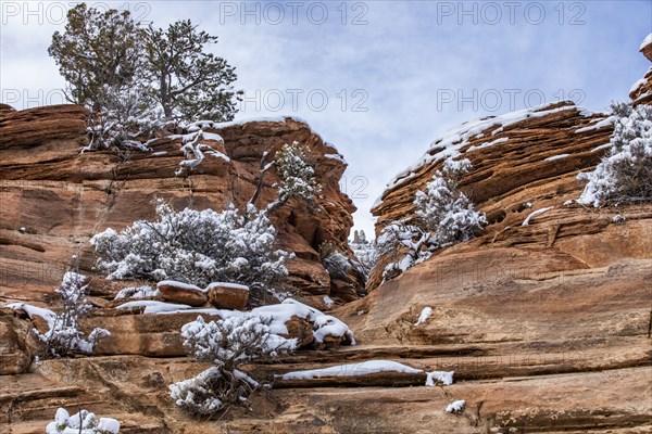 Snowcapped pine trees in mountains