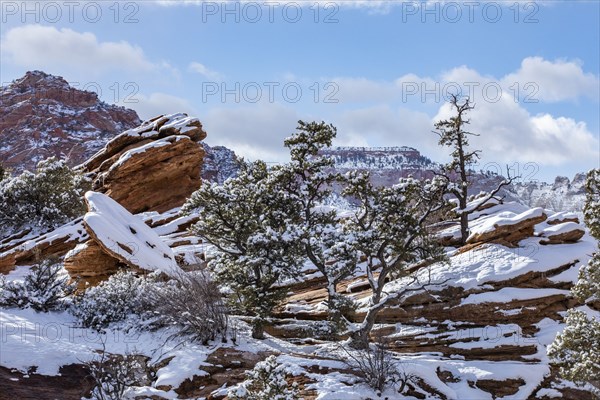 Snowcapped pine trees in mountains