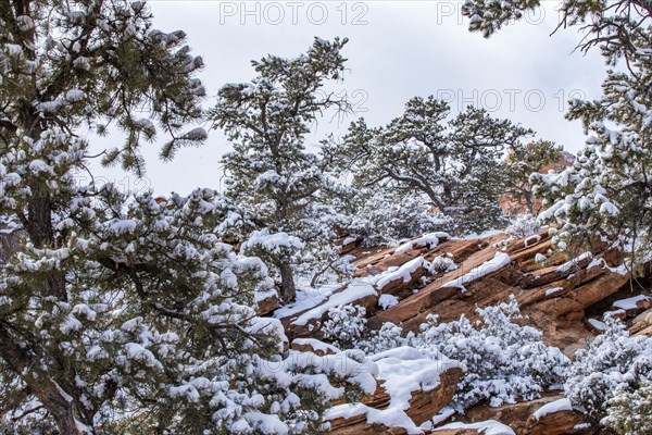 Snowcapped pine trees in mountains