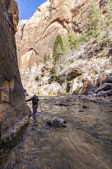 Senior woman crossing stream while hiking in mountains