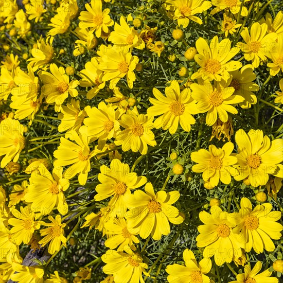 Close-up of bright yellow flowers in full bloom