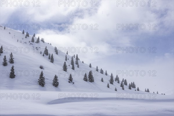 Fir trees growing on ski slope