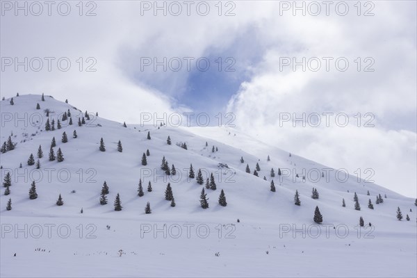 Fir trees growing on ski slope