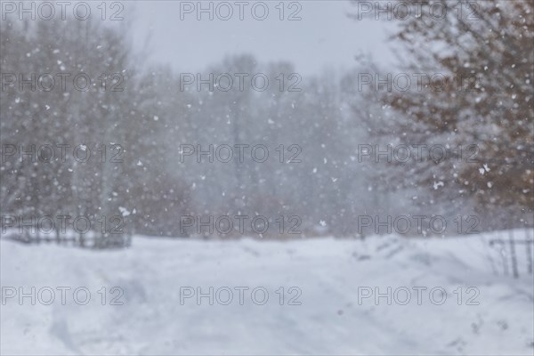 Forest road during blizzard in winter