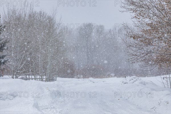 Forest road during blizzard in winter
