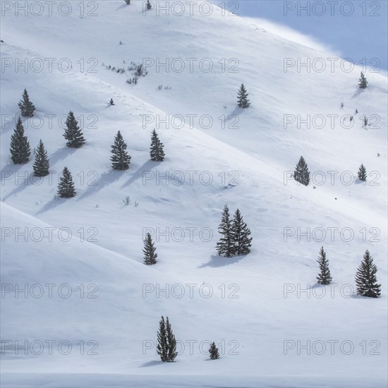 Fir trees growing on ski slope