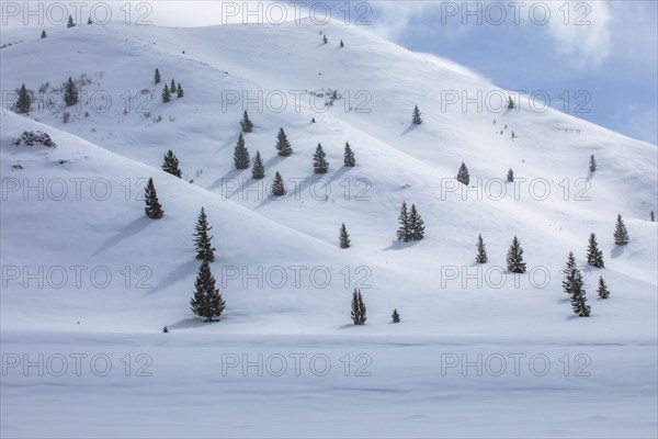 Fir trees growing on ski slope