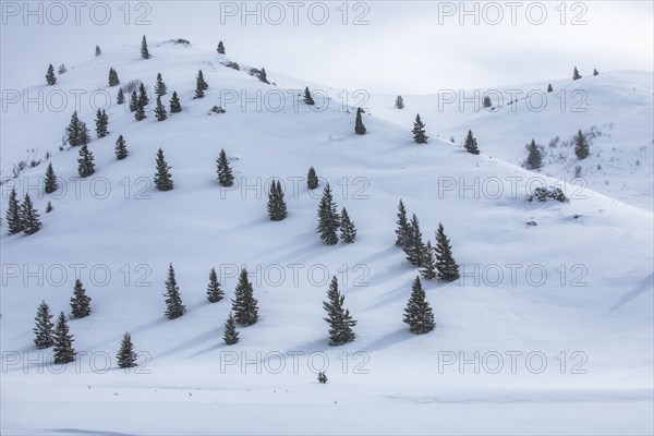 Fir trees growing on ski slope