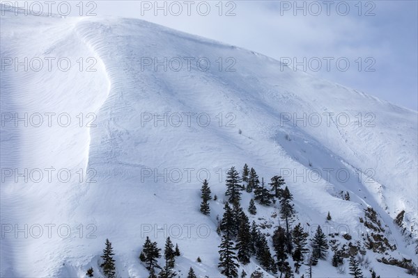 Fir trees growing on ski slope