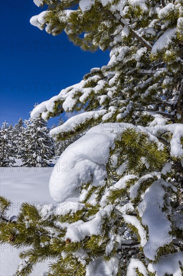 Fir tree covered with snow