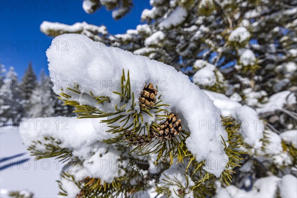 Close-up of pine tree branch covered with snow