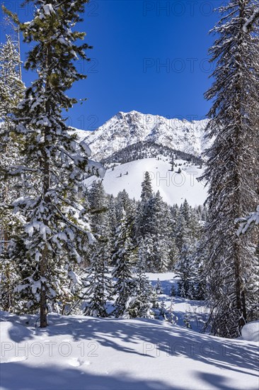 Scenic view of mountains and forest in winter