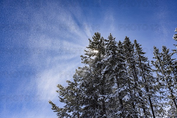 Sun shining through pine trees covered with snow